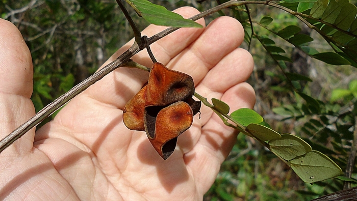 Pterocarpus angolensis