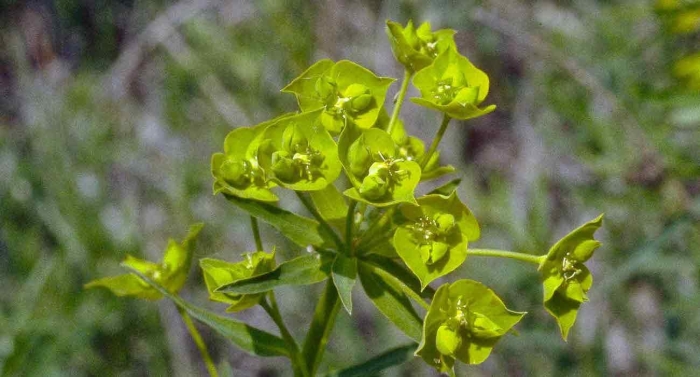 Молочай жигулёвский euphorbia zhiguliensis