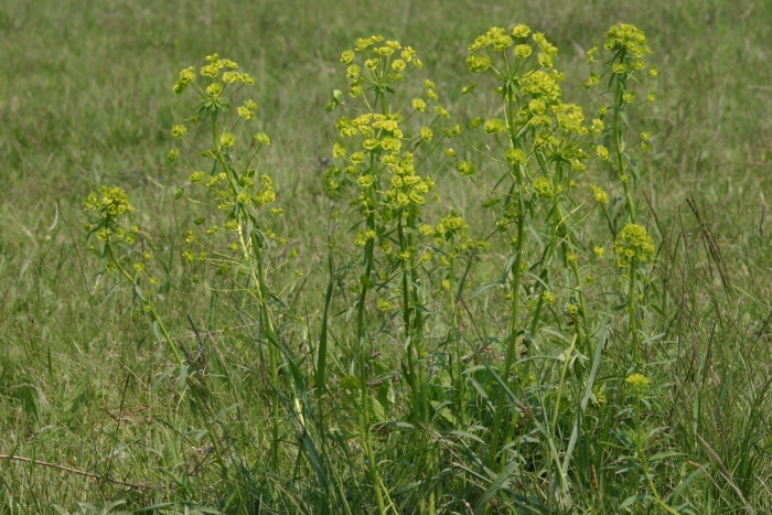 Молочай лозный прутьевидный