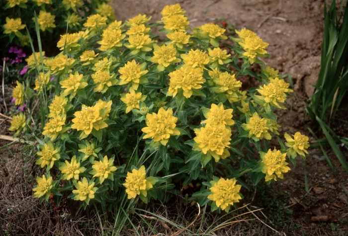 Молочай полихрома