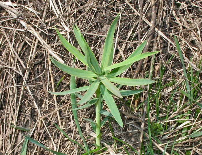Euphorbia semivillosa