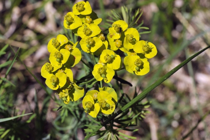 Молочай кипарисовый euphorbia cyparissias