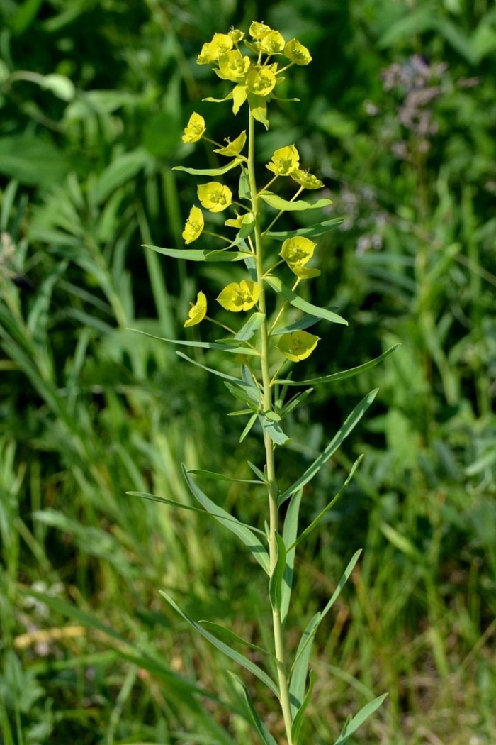 Молочай жигулёвский euphorbia zhiguliensis