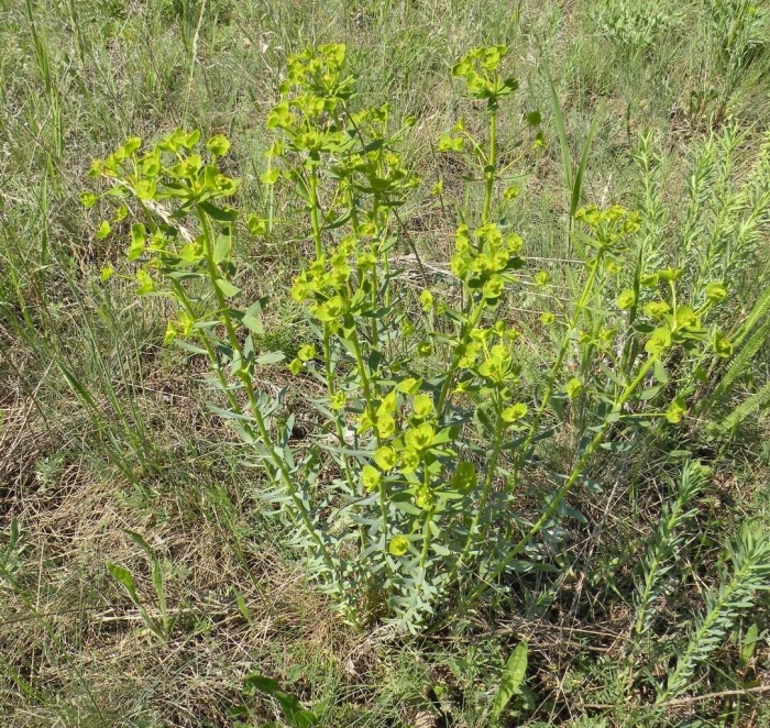 Молочай осот огородный