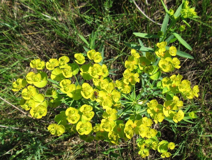 Молочай вальдштейна