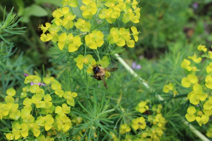 Молочай кипарисовый euphorbia cyparissias