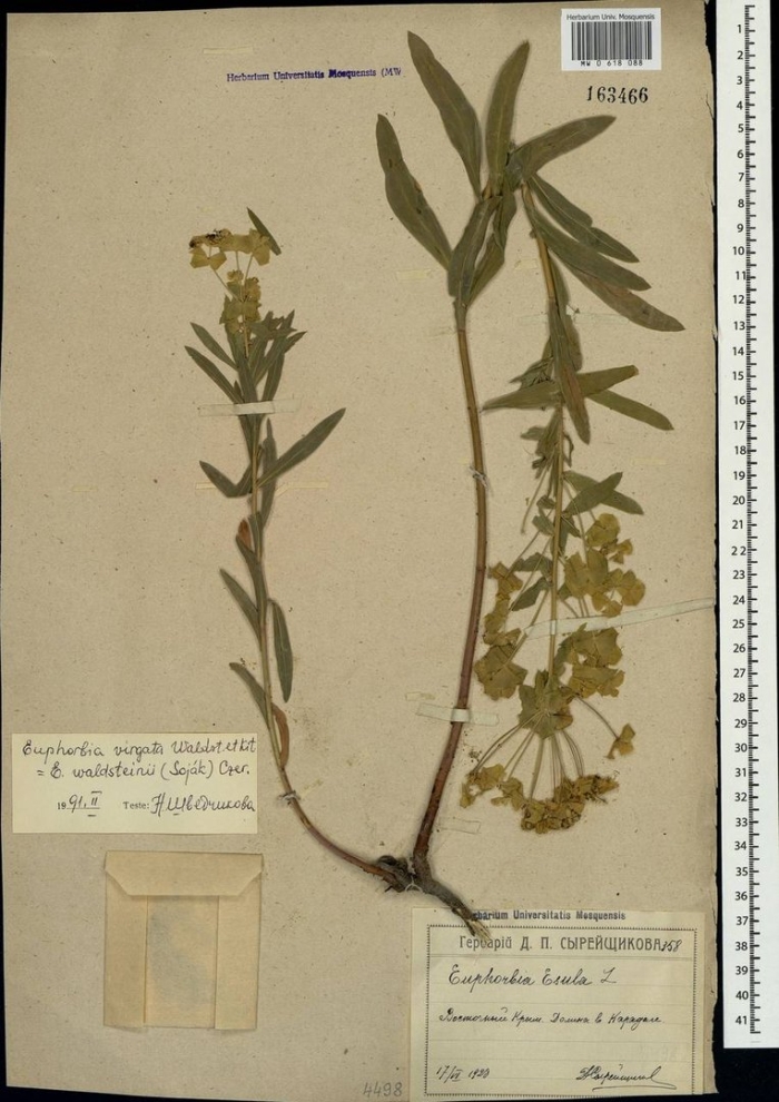 Молочай прутьевидный euphorbia virgata