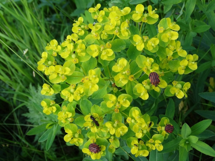 Молочай-солнцегляд (euphórbia helioscópia)