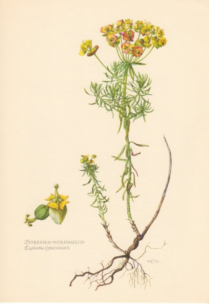Euphorbia cyparissias