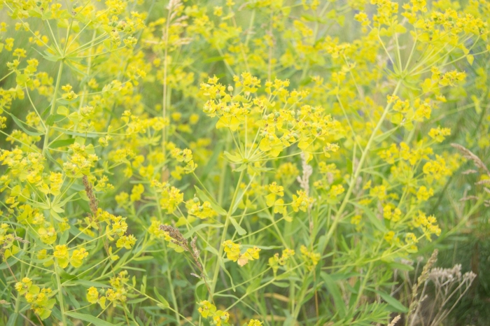 Молочай прутьевидный euphorbia virgata