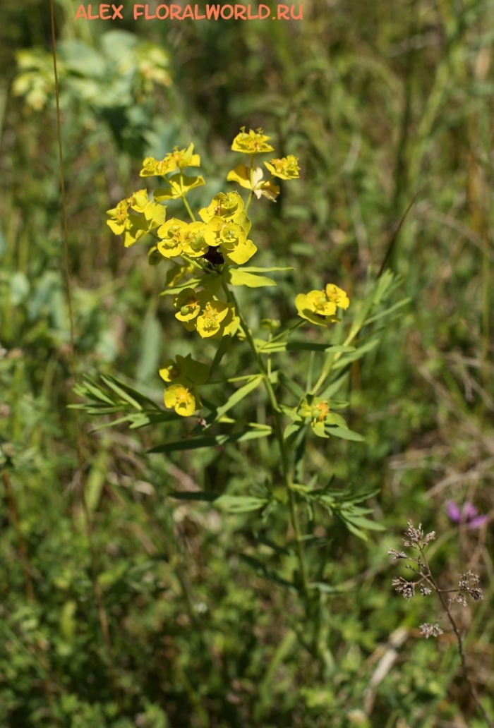 Молочай лозный сорняк