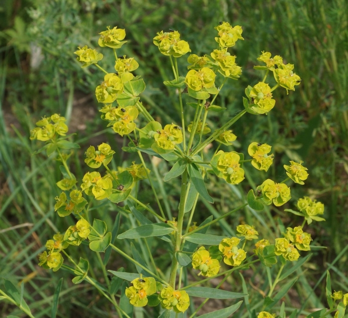 Молочай вальдштейна