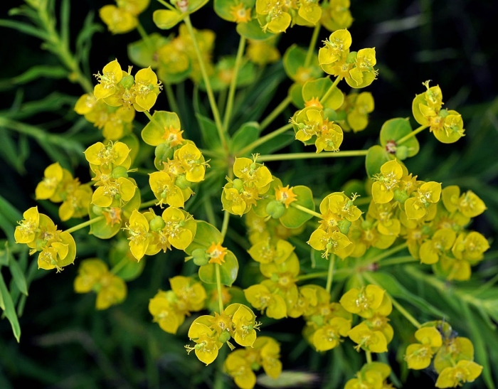 Молочай лозный (euphorbia virgata)