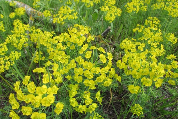 Молочай кипарисовый euphorbia cyparissias