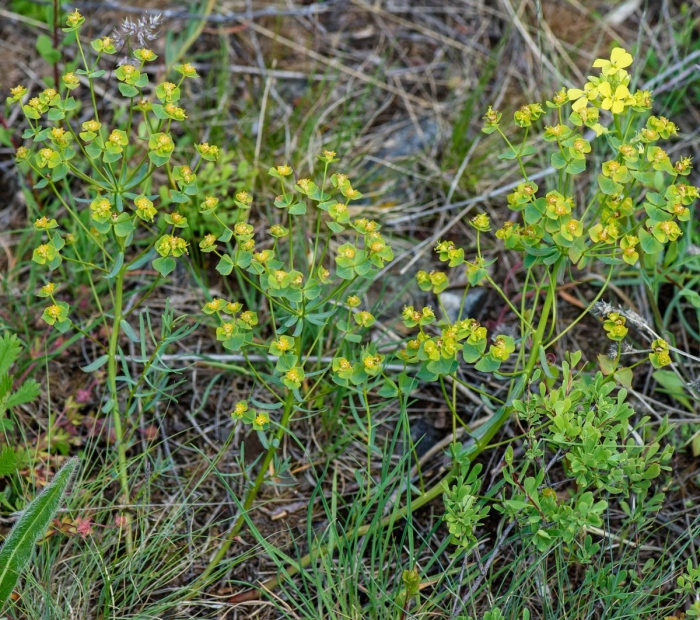Euphorbia virgata