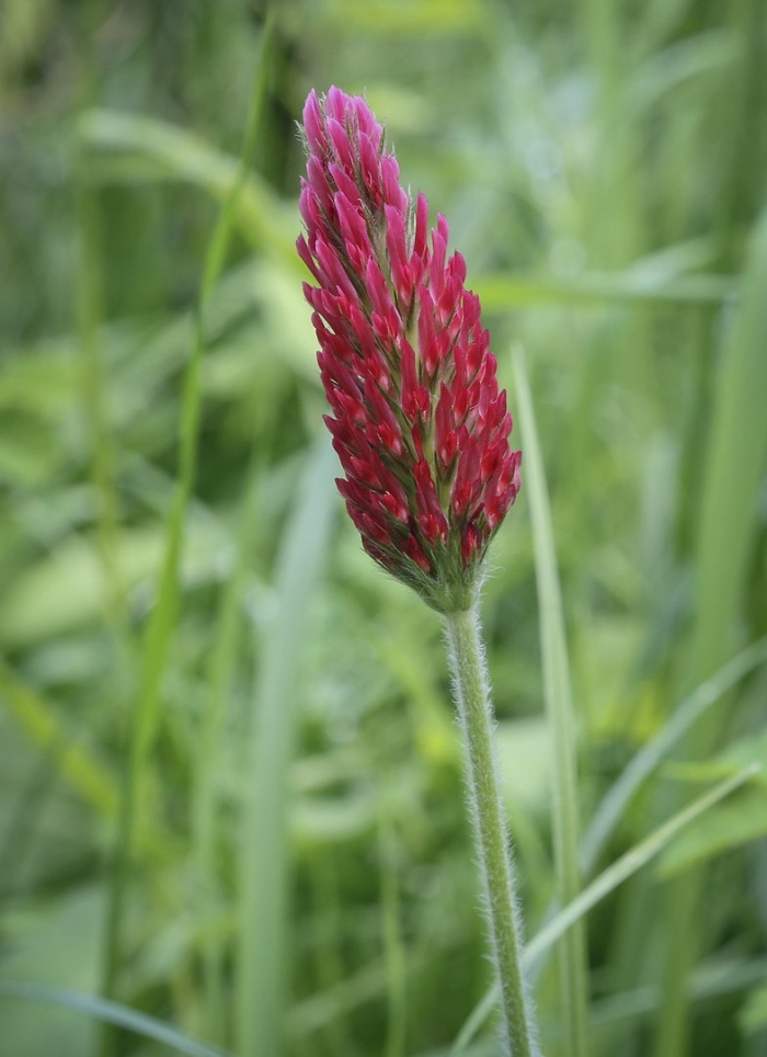 Клевер пунцовый (trifolium incarnatum)
