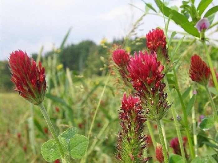 Красный клевер