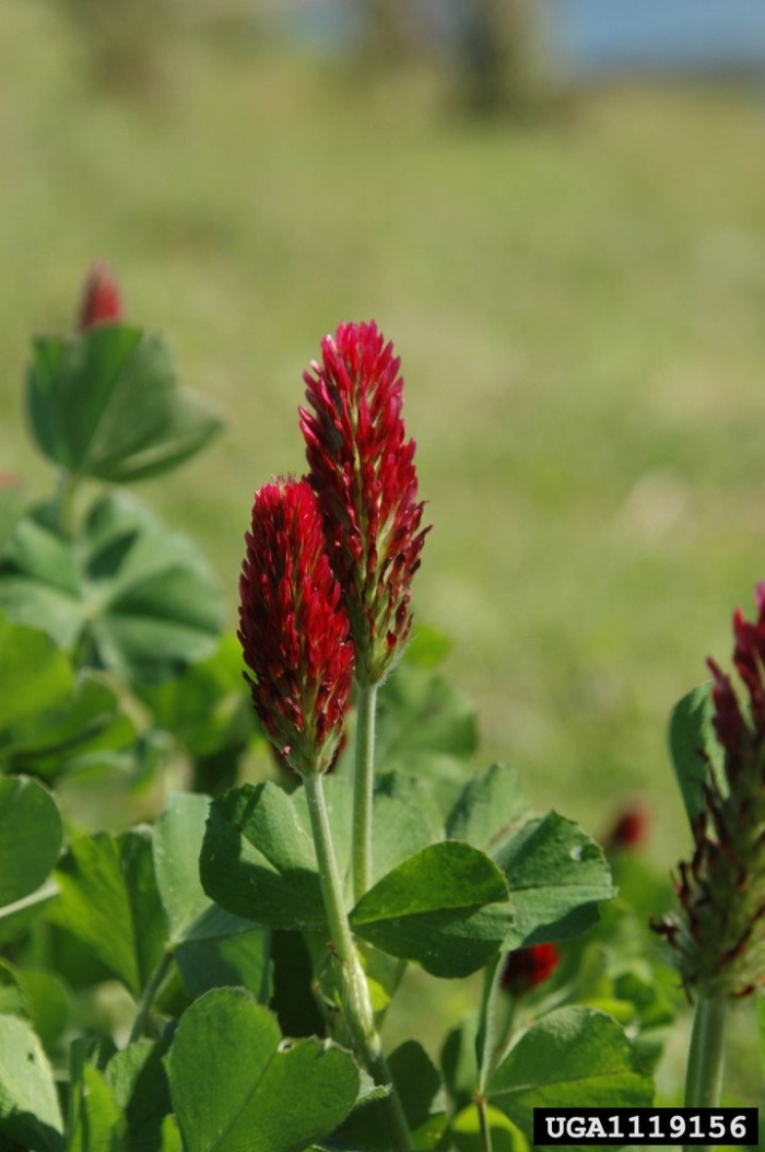 Crimson clover