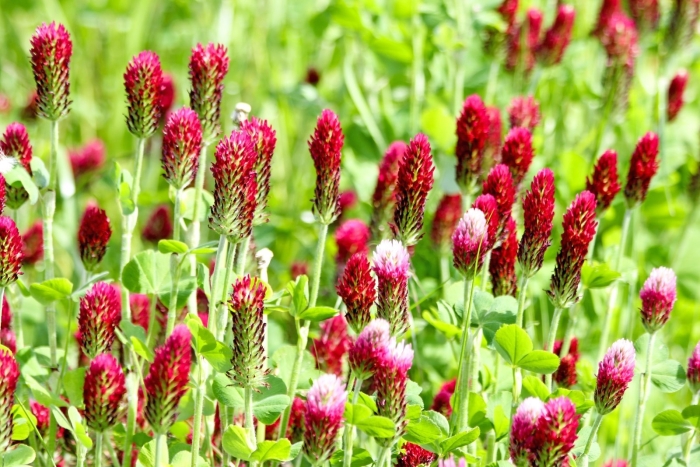 Клевер пунцовый (trifolium incarnatum)