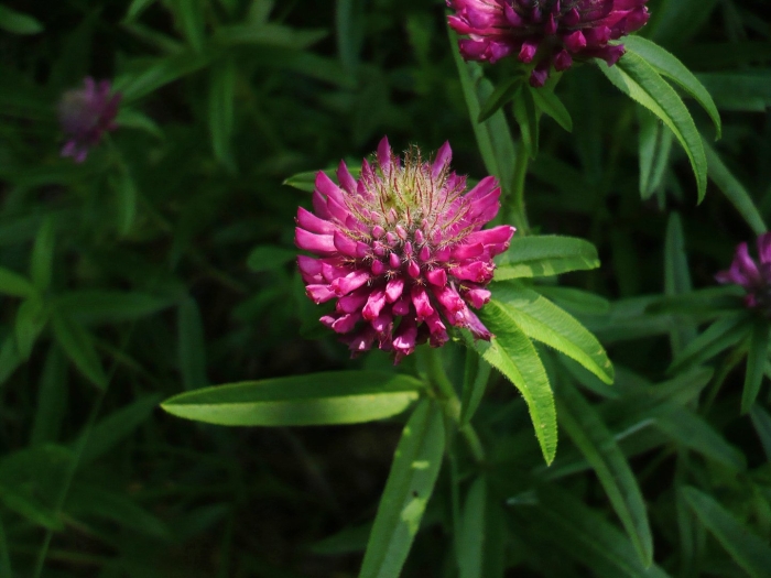 Клевер пунцовый (trifolium incarnatum)