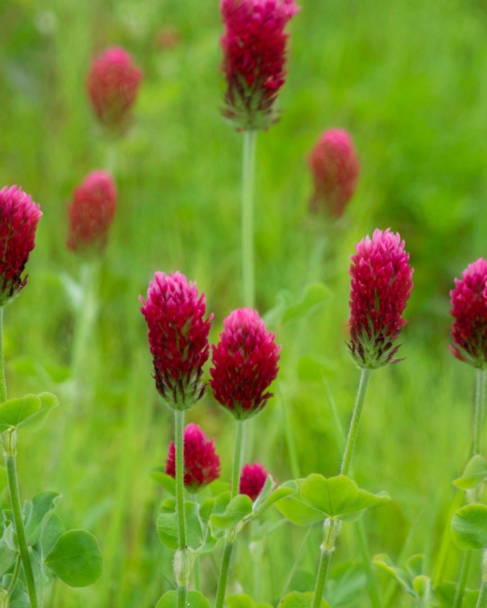 Клевер красный