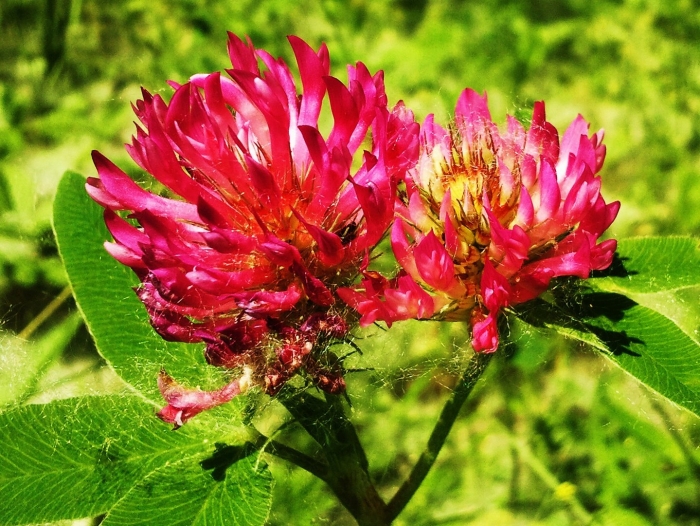 Клевер красноватый декоративный