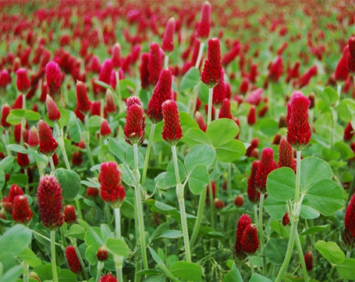 Crimson clover