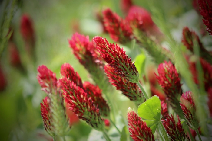 Клевер инкарнатный пунцовый