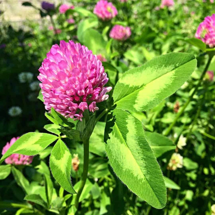 Красный клевер (red clover)