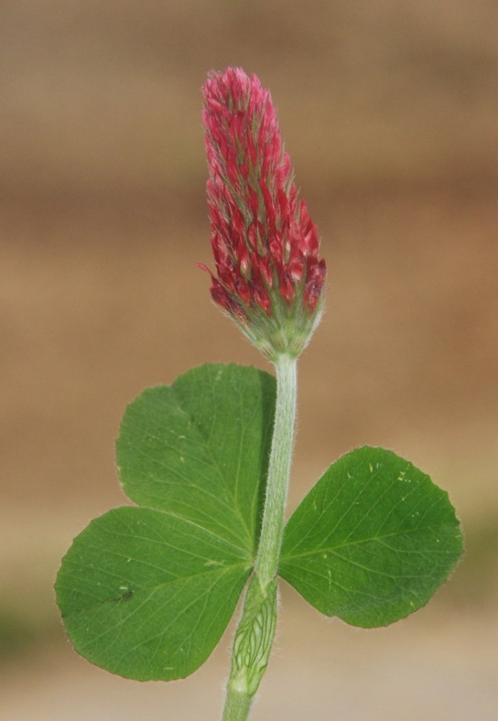 Клевер красный (trifolium rubens)