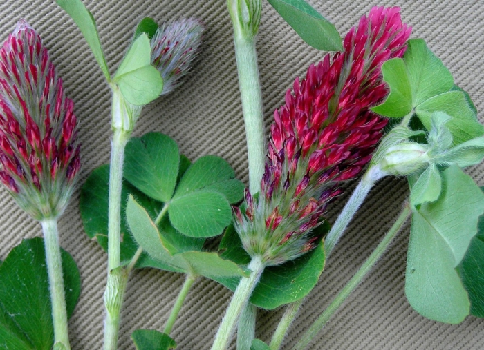 Клевер инкарнатный