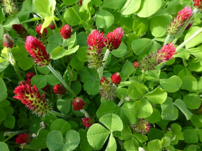 Клевер луговой красный сидерат