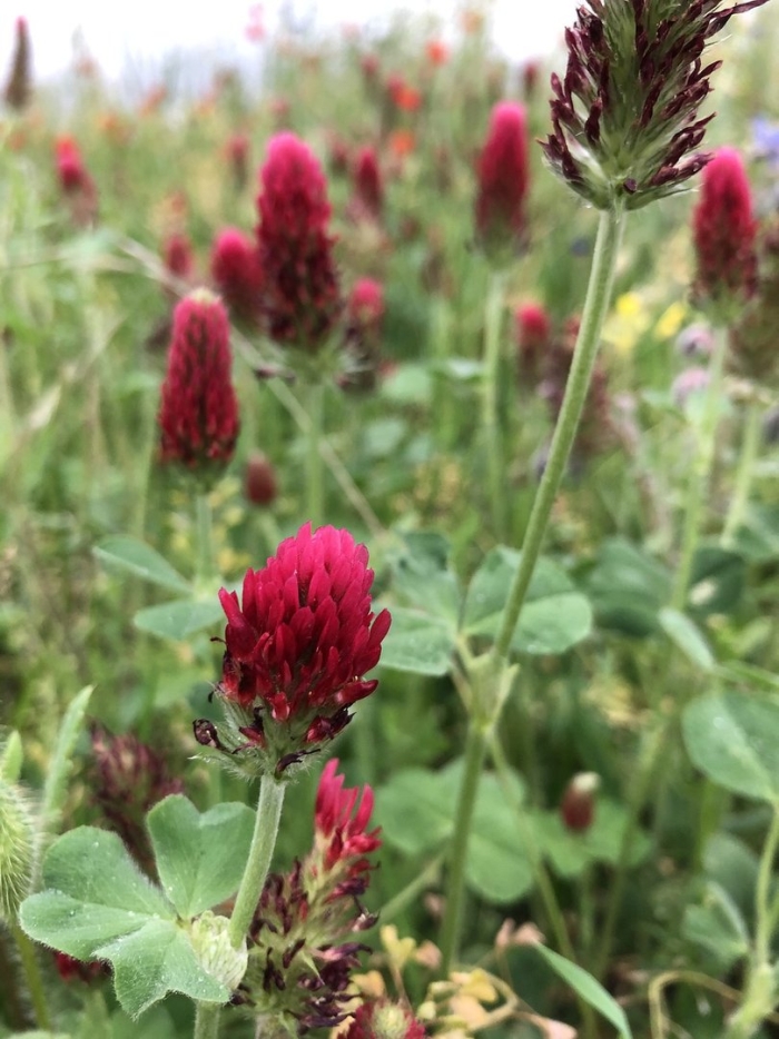 Клевер красный