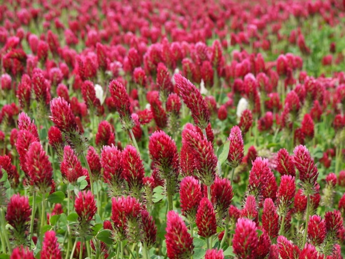 Цветки красного клевера