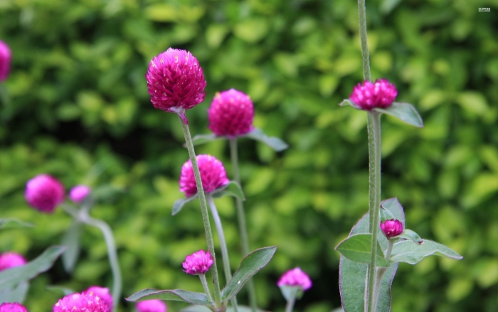 Гомфрена шаровидная дружище