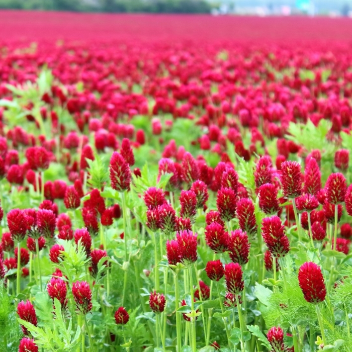 Crimson clover