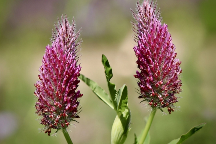 Trifolium rubens