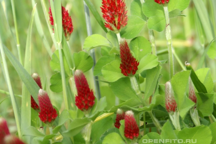 Красный клевер