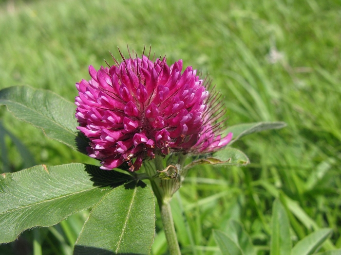 Клевер красный луговой