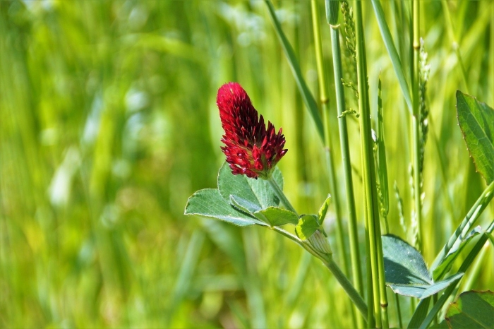 Клевер луговой красный