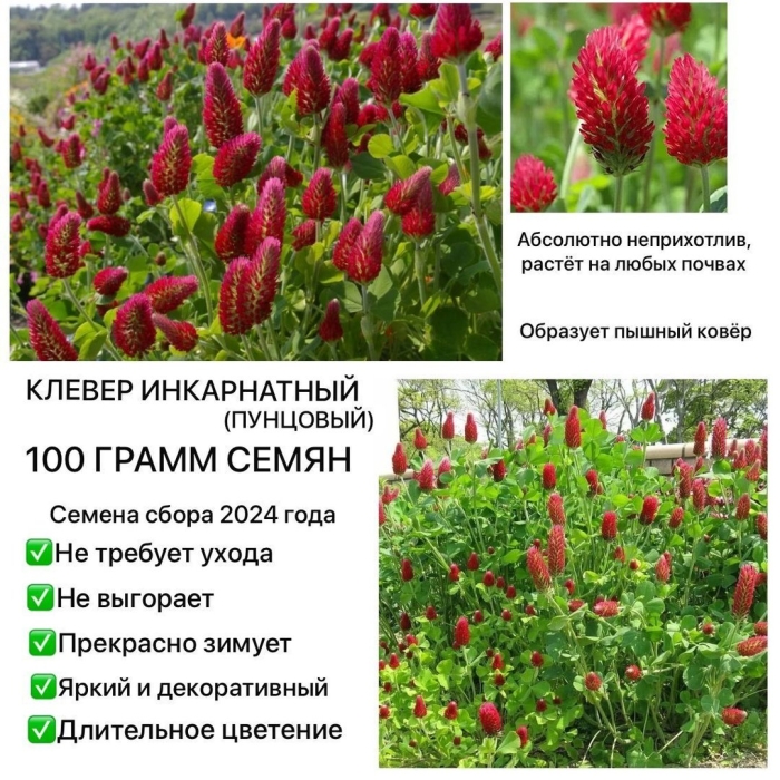 Клевер инкарнатный