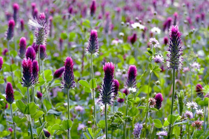 Клевер красный луговой