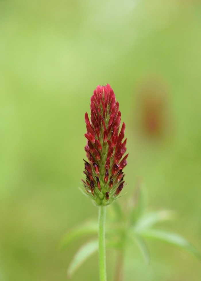 Клевер малиновый