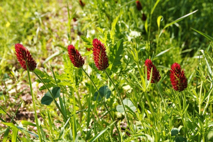 Клевер красноватый