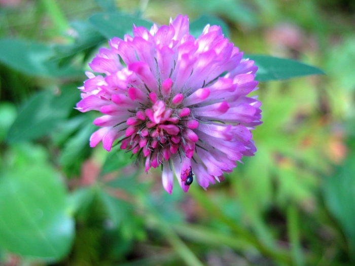 Клевер луговой