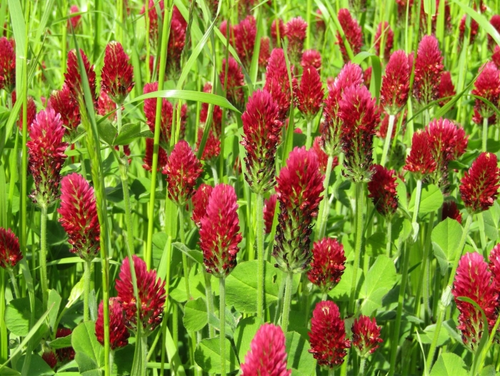 Клевер степной