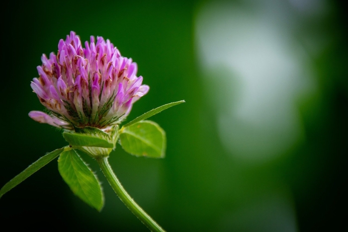 Красный клевер trifolium pratense