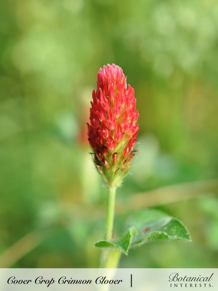 Цветки красного клевера