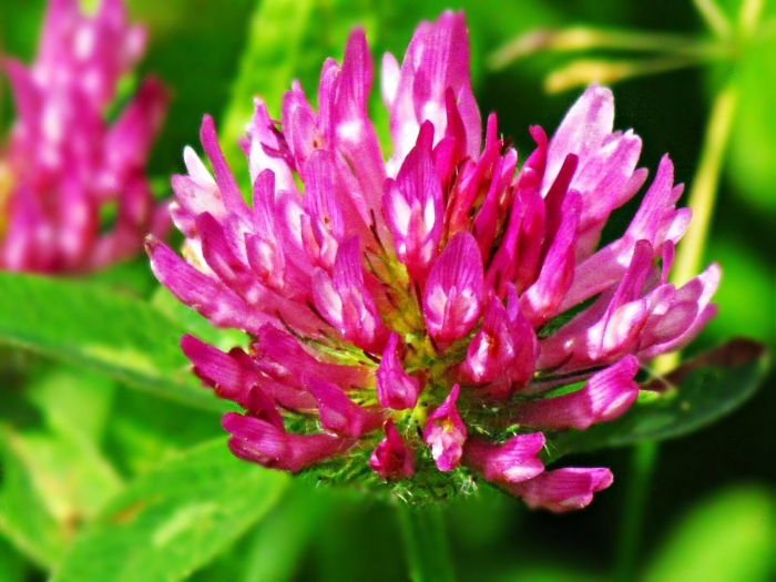 Цветки клевера