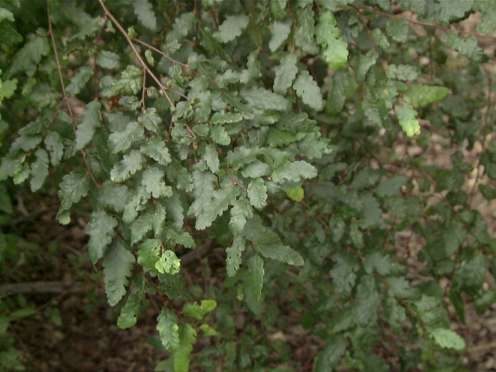 Нотофагус южный бук